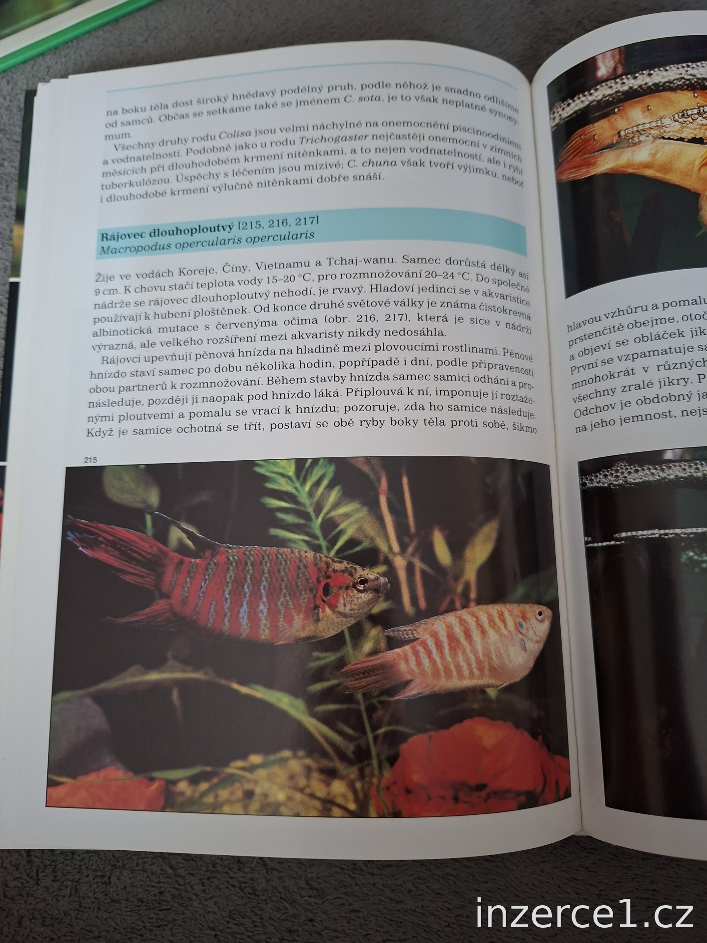 Kniha o akvaristice – fotografie 3